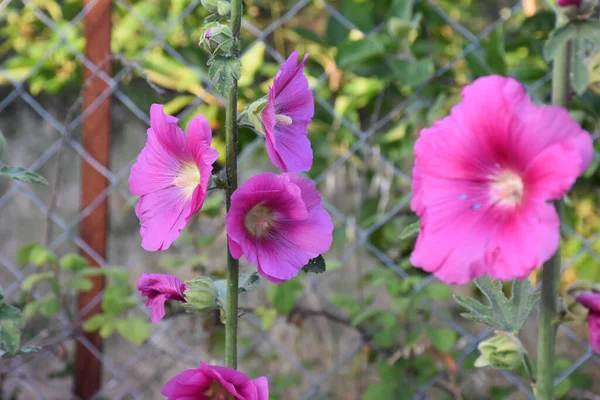 Tutup Bunga Ungu Dan Merah Muda Taman Makro — Stok Foto