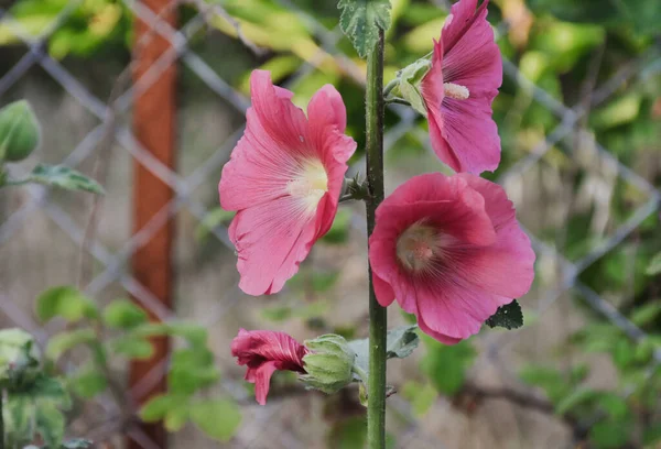 Zbliżenie Purpurowe Różowe Kwiaty Ogrodzie Makro — Zdjęcie stockowe