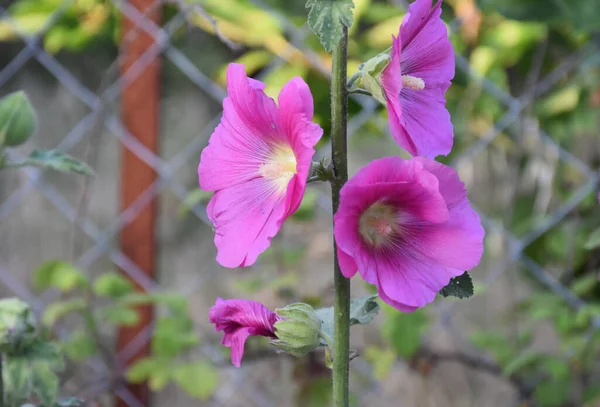 Tutup Bunga Ungu Dan Merah Muda Taman Makro — Stok Foto