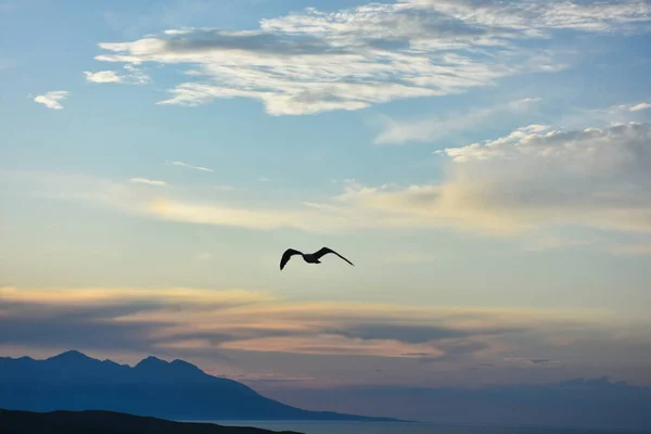 Silueta Ptáka Oblačném Západě Slunce — Stock fotografie