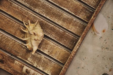 Büyük bir deniz kabuğu eski bir ahşap tepside, yaz titreşimleri