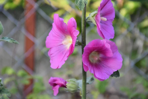 Primer Plano Flores Púrpura Rosa Jardín Macro —  Fotos de Stock