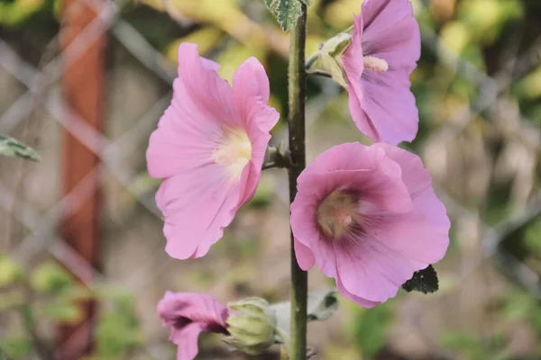 Zbliżenie Purpurowe Różowe Kwiaty Ogrodzie Makro — Zdjęcie stockowe
