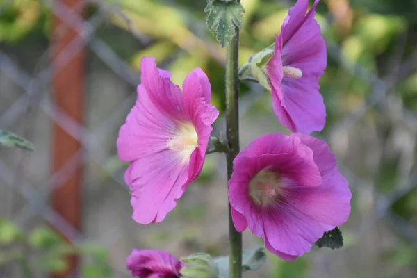 Zbliżenie Purpurowe Różowe Kwiaty Ogrodzie Makro — Zdjęcie stockowe