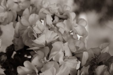 Taze bahar düğün çiçekleri siyah beyaz