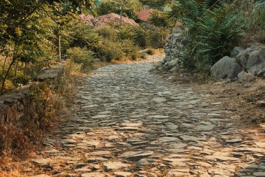 Yeşilliklerle çevrili bir yol, bir köy yolu.