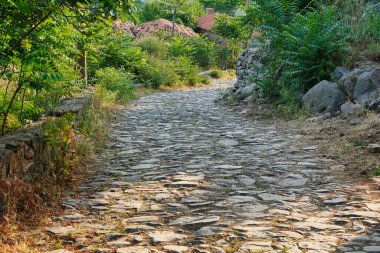 Yeşilliklerle çevrili bir yol, bir köy yolu.