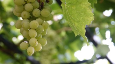 Taze yeşil üzümler dalda