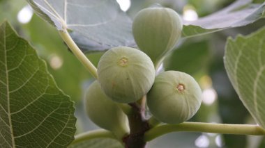 İncir ağacı ve daldaki doğal tohumların meyveleri.