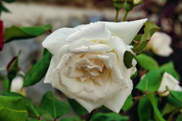 Witte Roos Een Tuin Bruids Bloem — Stockfoto