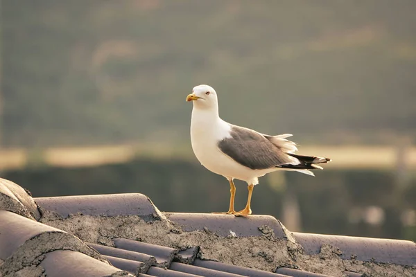 Healthy Strong Seagull Hovering Roof — Stock Photo, Image