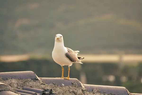 Healthy Strong Seagull Hovering Roof — Stock Photo, Image