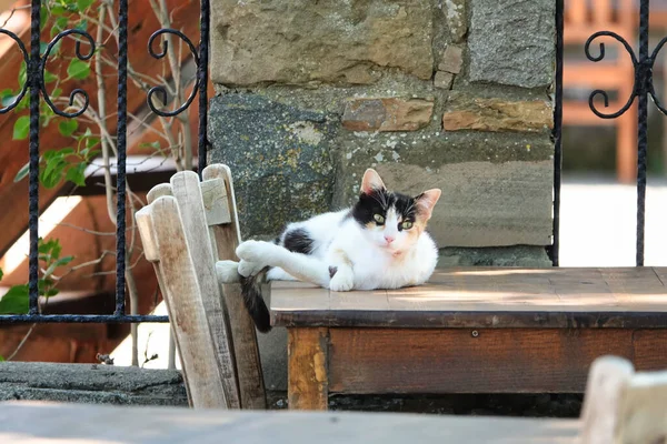 Gato Bonito Preto Branco Deitado Sobre Mesa — Fotografia de Stock