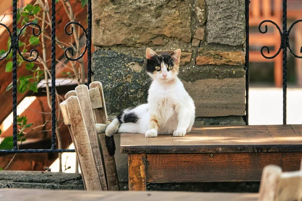Gato Distraído Uma Mesa Madeira Frente Restaurante — Fotografia de Stock