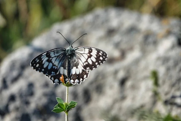 Primer Plano Alas Fuera Mariposa — Foto de Stock