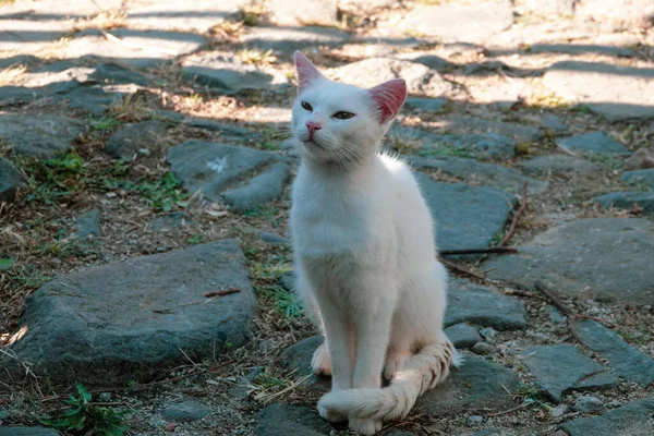 Vit Katt Stenig Landsväg — Stockfoto