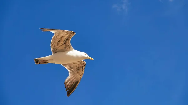 Una Joven Gaviota Extendió Sus Alas Cielo Azul Claro — Foto de Stock