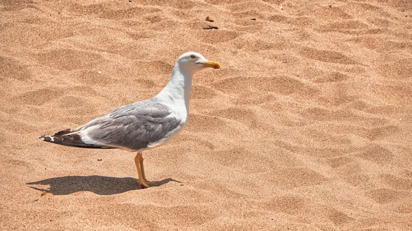Большая Здоровая Чайка Песке Пляже — стоковое фото