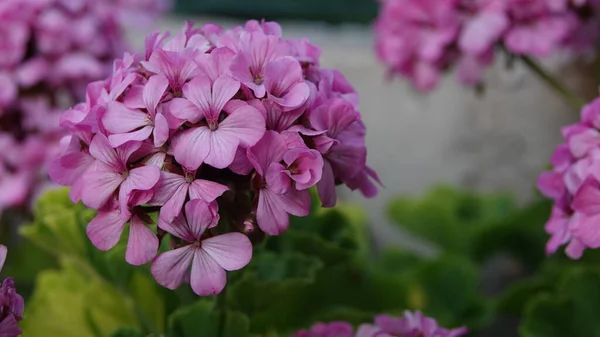 Ett Gäng Lila Blommor Trädgården — Stockfoto