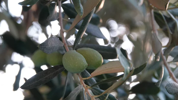 Nahaufnahme Von Feigenbaum Und Früchten Aus Natürlichem Samen Zweig — Stockfoto