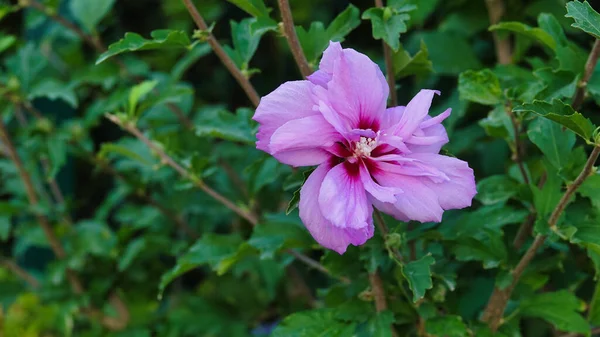 Makro Strzał Różowy Fioletowy Kwiat Ogrodzie — Zdjęcie stockowe
