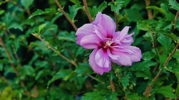 Macro Rosa Flor Púrpura Jardín — Foto de Stock