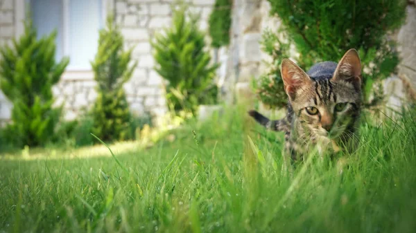 緑の中で獲物を追いかける子猫のタビー — ストック写真