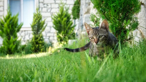 동물들 먹이를 초원에서 돌아다니는 고양이 — 스톡 사진