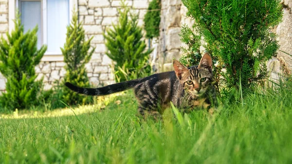 동물들 먹이를 초원에서 돌아다니는 고양이 — 스톡 사진
