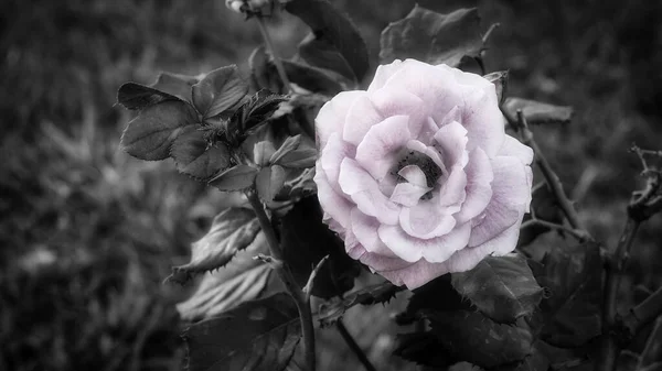 Dramatischer Blick Auf Schwarz Weiße Rosa Rosen Garten — Stockfoto