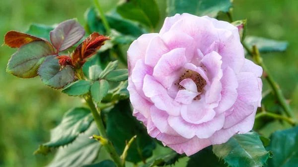 Macro Shot Van Een Grote Roze Roos Tuin — Stockfoto