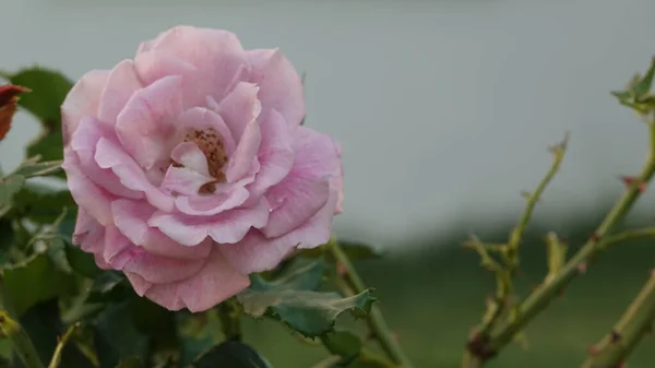 Makro Strzał Dużej Różowej Róży Ogrodzie — Zdjęcie stockowe