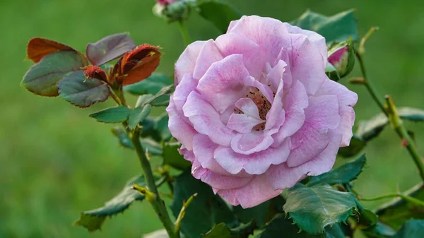 Macro Shot Van Een Grote Roze Roos Tuin — Stockfoto