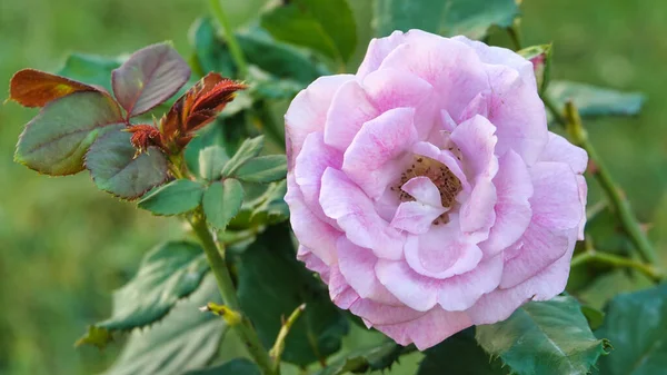 Macro Shot Van Een Grote Roze Roos Tuin — Stockfoto