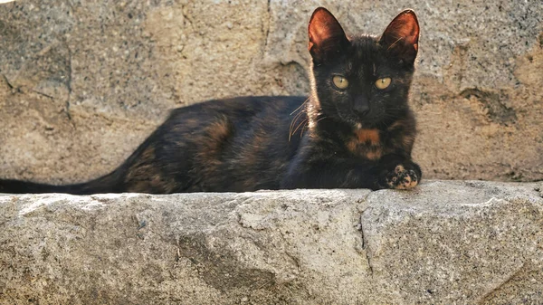 Zwart Bruin Kat Zittend Rotsen Kijkend Naar Camera — Stockfoto