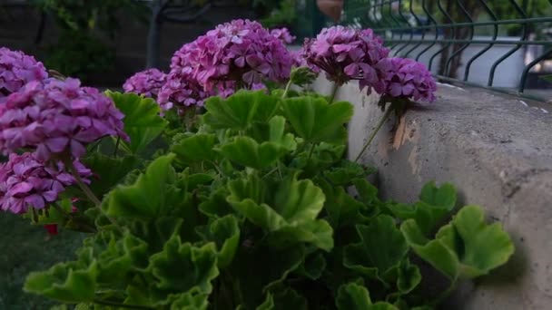 Flores Color Lila Jardín — Vídeo de stock