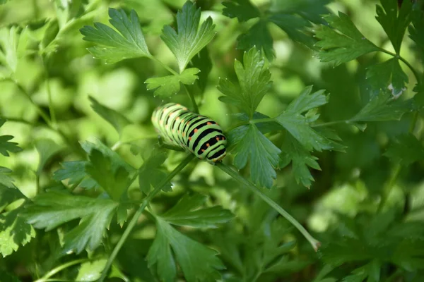 Maydanoz dalındaki tırtılın yakınına.