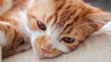 Kızıl kedi kameraya bakıyor. Evcil hayvan rahatlatıcı ve evde rahat, kedi kafası portresi