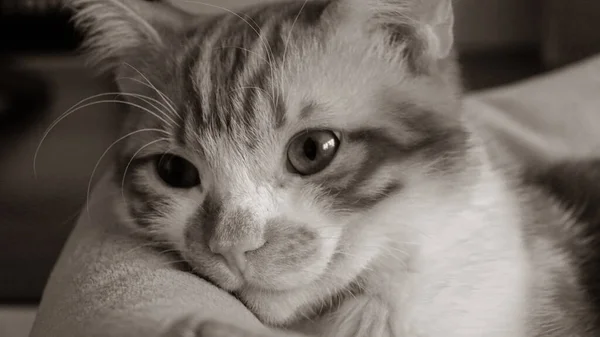 Ginger Cat Olhar Para Câmara Pet Relaxante Sentir Confortável Casa — Fotografia de Stock