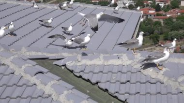 Gökçeada Çanakkale 'deki evlerin çatılarından beslenen martılar