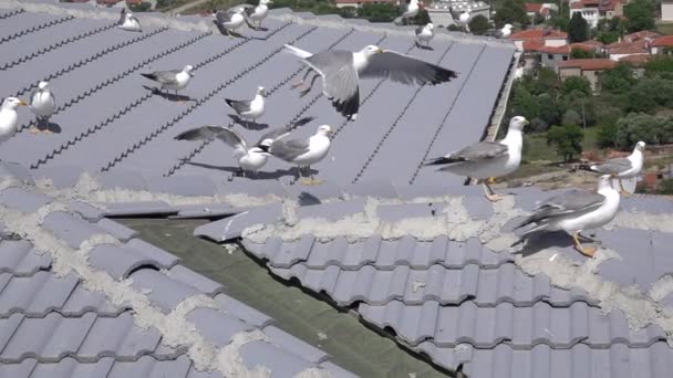 Racci Živící Střechami Domů Gokceada Canakkale Turecko — Stock video