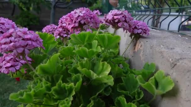 Flores Color Lila Jardín — Vídeo de stock