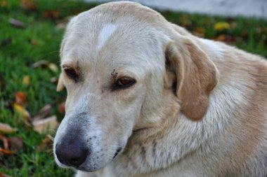 Parktaki Golden Retriever portresi