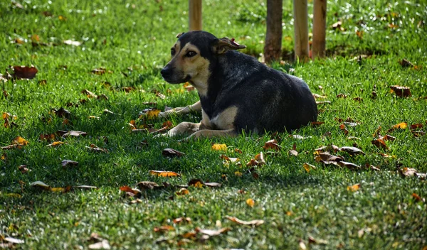 Ein Streunender Hund Mit Unschuldigem Blick Sommer Park — Stockfoto