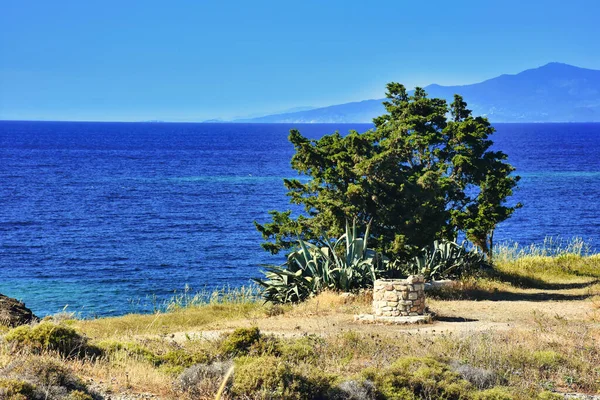 Figuier Debout Bord Mer Izmir Foa Vieux Puits Eau Côté — Photo