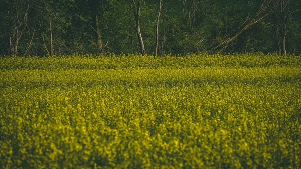 Весняна Туманна Панорама Зеленими Луговими Квітами Зеленими Деревами Ретро — стокове фото