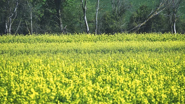 Panorama Primaveral Con Flores Verdes Del Prado Árboles Verdes Retro — Foto de Stock