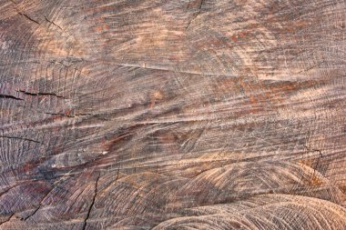 Çok eski bir zeytin dalı. Ağacın yaş aralıkları yerde görülebilir.