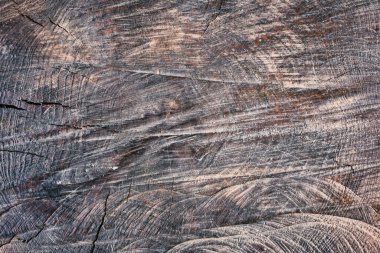 Çok eski bir zeytin dalı. Ağacın yaş aralıkları yerde görülebilir.