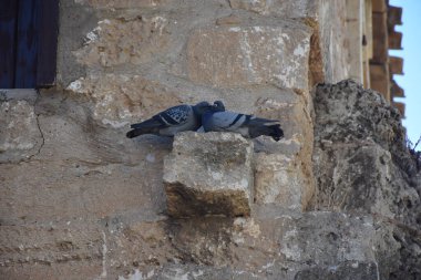 İki güvercin Ege 'nin eski taştan evinin duvarına tünemiş ve birbirlerine yaklaşıyorlardı.